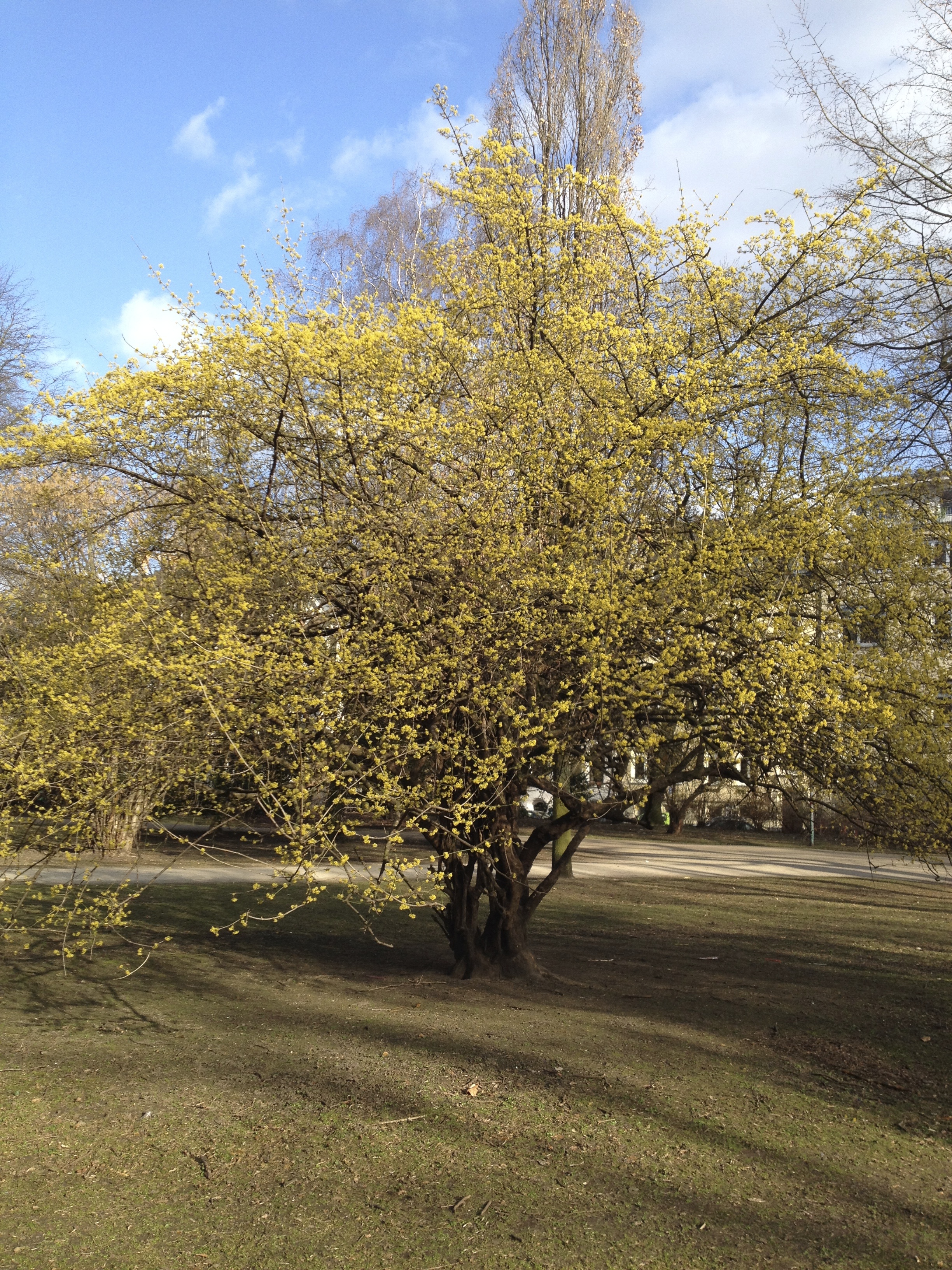 Kornelkirsche Blüte Baum hoch